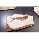 China 150 Million Years Ago Genuine Bony Fosslien Lycoptera Real Fossil Fish Decorations