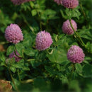 Egrow 400 Pcs/Pack Herba Red Clover Seeds Herba Red Clover Plant Trifolium Pratense