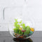 Crystal Glass Flower Vase Terrarium Container Micro Landscape Glass Bottles Decor