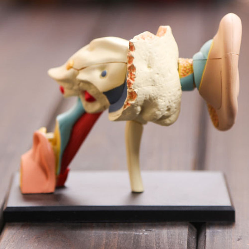 4D Vision Human Ear Anatomy Model Anatomical Medical Learn Study Equipment