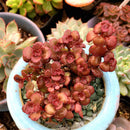 Egrow 100Pcs/Bag Lotus Succulents Seeds Mixed Rose Lithops Phedimus Plants Flowers Seed