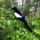 36cm Garden Decoration Artificial PE Blow Molding Magpie Courtyard Landscape Ornament