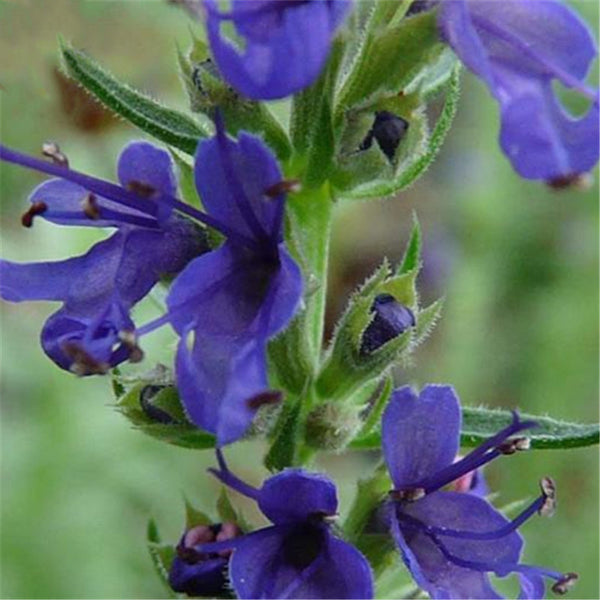 Egrow 100 Pcs/Pack Hyssop Grass Seeds Hyssop Grass Flower Blue Flower Hyssop Home Garden Decoration