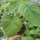 Egrow 200Pcs/Pack Paulownia Seeds Garden Potted Rare Paulownia Plants Seed