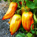 Egrow 100Pcs/Pack Red Green Yellow Tomato Seed Greenhouse Potted Organic Vegetable& Fruit Seeds