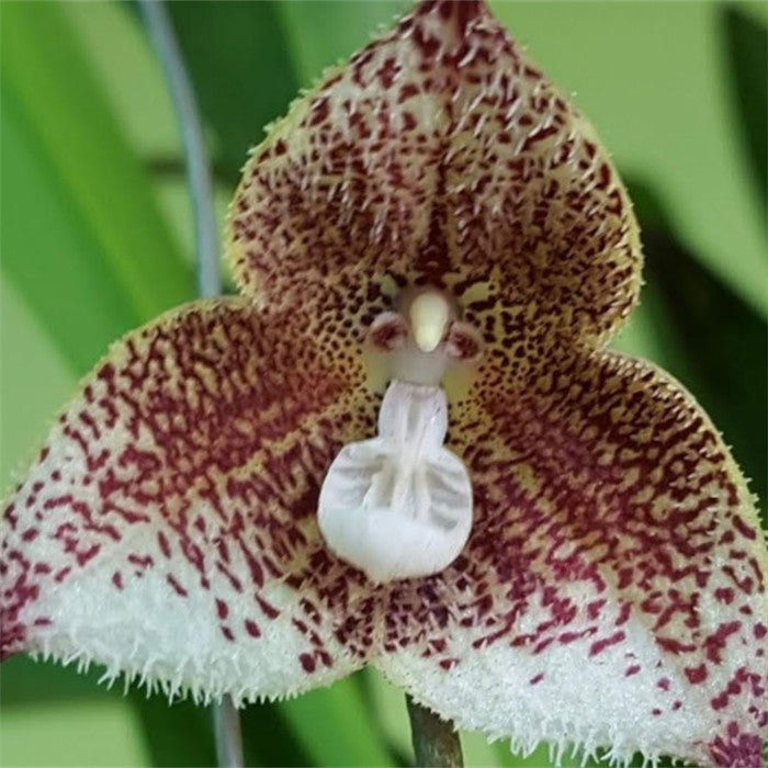 Egrow 200PCS Monkey Face Orchids Seeds Multiple Varieties Plants Garden Bonsai Flower