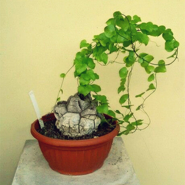 Egrow 2 Pcs/Pack Dioscorea Seeds Turtle Back Elephant's Foot Bonsai Plant For Home And Garden
