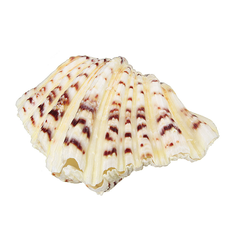 Living Room Ornaments Sea Shell Clam Tridacna Big Conch Natural 10-12CM Fish Tank Decorations