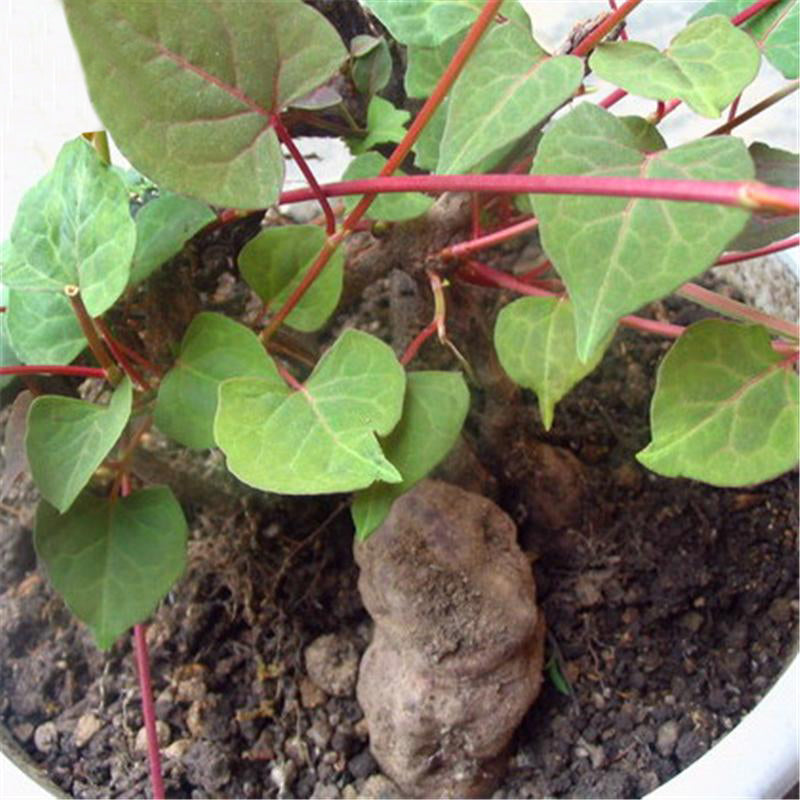 Egrow 50 Pcs/Pack Polygonum Multiflorum Seeds Real Polygonum Multiflorum Semente Plant Herb