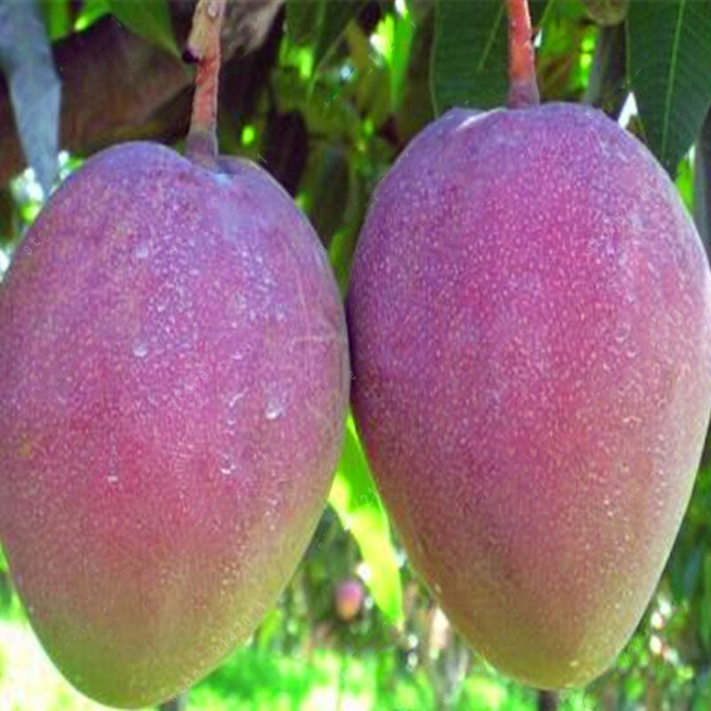 Egrow 1pc Edible Mango Fruit Seeds Garden Courtyard Outdoor Plants Mango Tree Seed