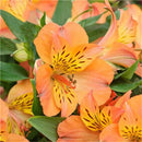 Egrow 100PCS/Pack Lily Seeds Rare Peruvian Lily Alstroemeria Bonsai Plants Mix-Color Beautiful Lilies Flower