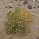 Egrow 100 Pcs/Pack Peganum Harmala Seeds Desert Grass Peganum Grass Seeds