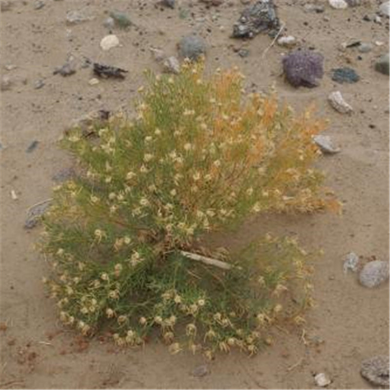 Egrow 100 Pcs/Pack Peganum Harmala Seeds Desert Grass Peganum Grass Seeds