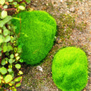 Egrow 100Pcs/Pack Moss Seeds Home DIY Bonsai Decoration Grass Seeds Potted Plants Seeds