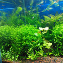 Egrow 1000Pcs/Bag Aquarium Plants Seeds Artificial Aquarium Plant Decoration Fish Tank Submersible