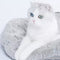 Cat Room Cat's Home Pet Bed Soft comfortable Multifunctional  Good sleep For the Cat From Xiaomi Youpin