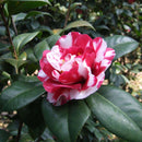 Egrow 10Pcs/Pack Camellia Flowers Seeds Potted Plants Home Garden Decorations Flower Seeds