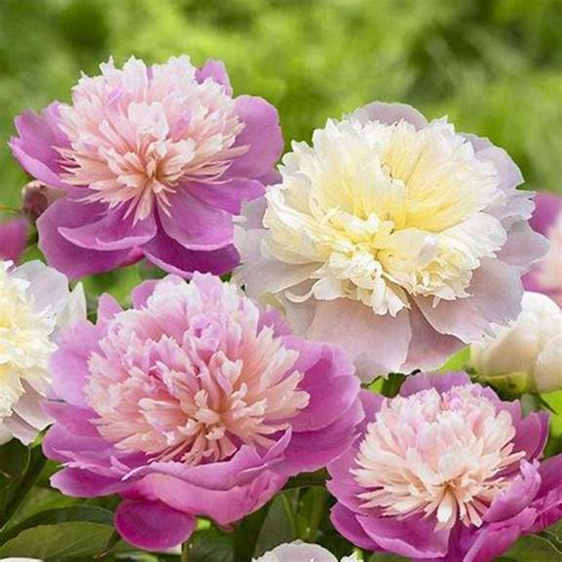 Egrow 10Pcs/Pack Chinese Peony Flower Seeds Perennial Paeonia Suffruticosa Bonsai Plants Home Garden Plants