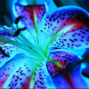 Egrow 100Pcs/Pack Blue Lily Flower Seeds Pleasant Fragrance Garden Bonsai Flowers Bonsai Planting