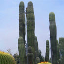 Egrow 100PCS/Pack Stone Cactus Seeds Succulents Raw Stone Cactus Bonsai Potted Flowers