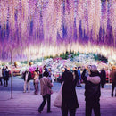 Egrow15Pcs/Bag Rare Wisteria Flower Seeds Purple Wisteria Sinensis Sweet Seed for Home Garden Plant