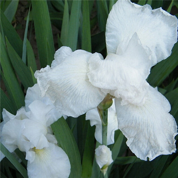 Egrow 40Pcs/Bag Iris Tectorum Seeds Popular Perennial Garden Flower Seeds Gorgeous Cut Flower Seeds