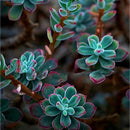 Egrow 100Pcs/Pack Mini Succulent Plants Seeds Garden Balcony Indoor Decor Bonsai Seeds