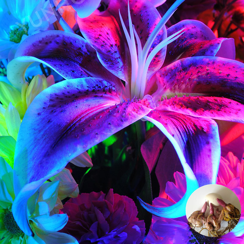 Egrow 100Pcs/Pack Blue Lily Flower Seeds Pleasant Fragrance Garden Bonsai Flowers Bonsai Planting