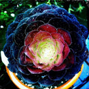 Egrow 100Pcs/Pack Peony Succulent Plants Seeds Garden Home DIY Plants Bonsai Decorations
