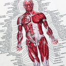 Muscle System Poster Anatomy Chart Human Body Educational Silk Cloth Home Decor