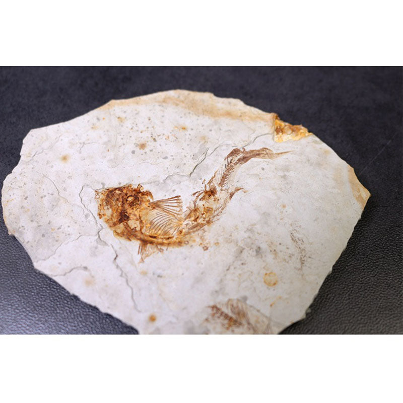 China 150 Million Years Ago Genuine Bony Fosslien Lycoptera Real Fossil Fish Decorations