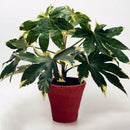 Egrow 50Pcs/Pack Fatsia Seeds Ornamental Plant Fatsia Japonica Bonsai lant Shrub Tree Ba Jiao Jin Pan