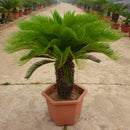 Egrow 1PC/Pack Cycas Seeds Cycas Plant Bonsai Potted Flower Flores For DIY Home Garden Household