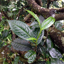 Egrow 30 Pcs/Pack Pu'er Tea Seeds Pu Erh Tea Tree Plant Chinese Pu'er Tea Tree