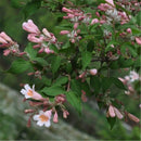 Egrow 50 Pcs/Pack Kolkwitzia Seeds Kolkwitzia Tree Plant Kolkwitzia Amabilis Geaebn