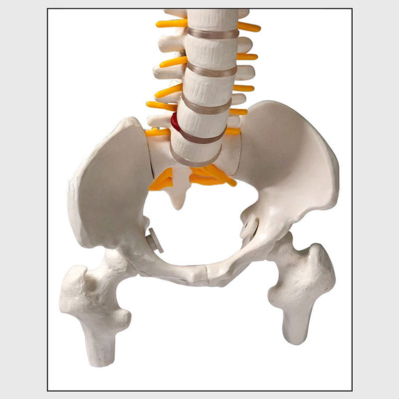 45cm (17.7") Spine Medical Model With Pelvis Femur Heads 1/2 Life Lab Equipment