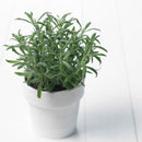 Egrow 100Pcs/Pack Rosemary Seeds Garden Terrace Indoor Potted Bonsai Vanilla Plants Seeds