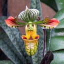 Egrow 100pcs/Bag Paphiopedilum Orchid Seeds Orchid Bonsai Plants Flowers Seeds for Home Garden Plant