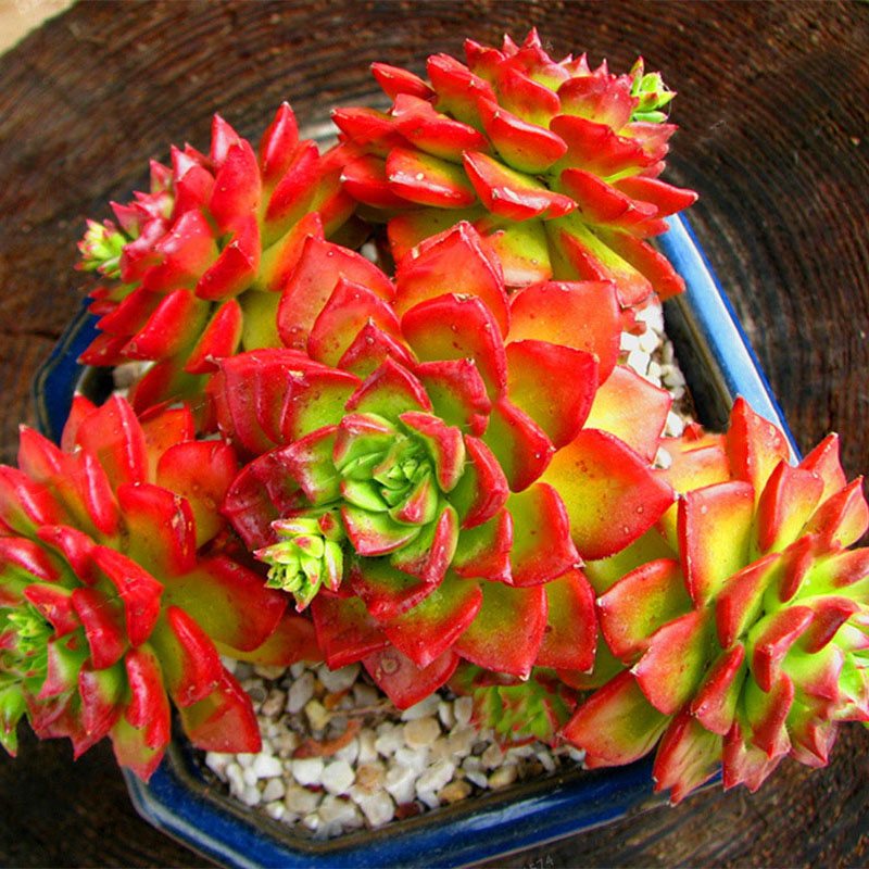 Egrow 100Pcs/Bag Sedeveria Letizia Cactus Seeds Lotus Lithops Succulent Bonsai Potted Flower Seed