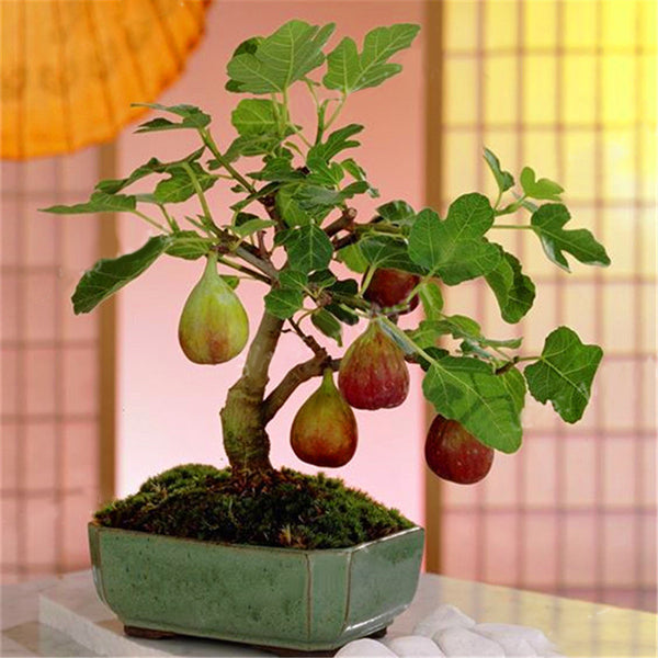 Egrow 100Pcs/Pack Tropical Fig Seeds Mini Fig Tree Bonsai Fruit Seed Garden Indoor Potted Plants