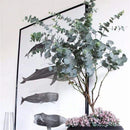 Egrow 30 Pcs/Pack Eucalyptus Seeds Silver Dollar Tree Eucalyptus Cinerea