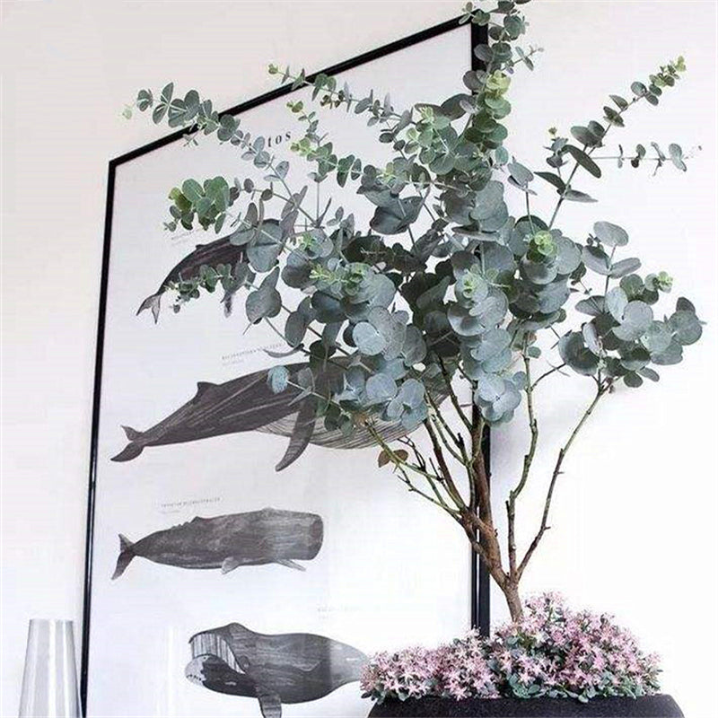 Egrow 30 Pcs/Pack Eucalyptus Seeds Silver Dollar Tree Eucalyptus Cinerea