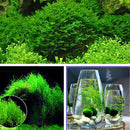 Egrow 200PCS/Pack Moss Live Aquatic Plants Seeds Aquarium Water Grass Bonsai Flower Landscape Decoration Ornament