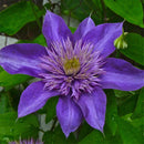 Egrow 100Pcs/Pack Clematis Seeds Potted Clematis Flower Garden Ornamental Plants