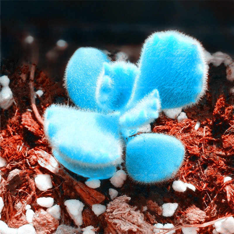 Egrow 100Pcs/Bag Mini Blue Lithops Seeds Rare Succulent Potted Bonsai Flower Seed