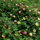 Egrow 30 Pcs/Pack Lantana Seeds Lantana Camara Tree Plan Flower Seeds Home Garden Seeds