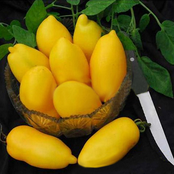 Egrow 100Pcs/Pack Mango Tomato Seeds Garden Potted Fruit Vegetable Planting