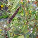 Egrow 200 Pcs/Pack Green Soy Bean Seeds Cajanus Cajan Tree Semente Plant Wood Bean For Cajanus Mu Dou Tree