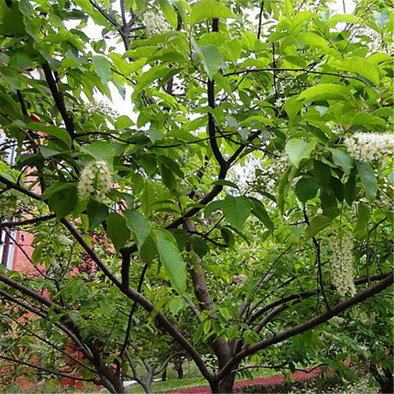 Egrow 20 Pcs/Pack Prunus Seeds Prunus Padus Tree Semente Plant Padus Racemosa