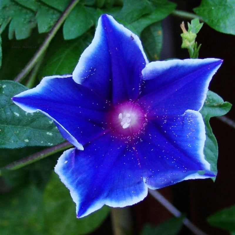 Egrow 100Pcs/Bag Morning Glory Seeds Blue Glory Fragrant Garden Climbing Flowers Hanging Out Plants